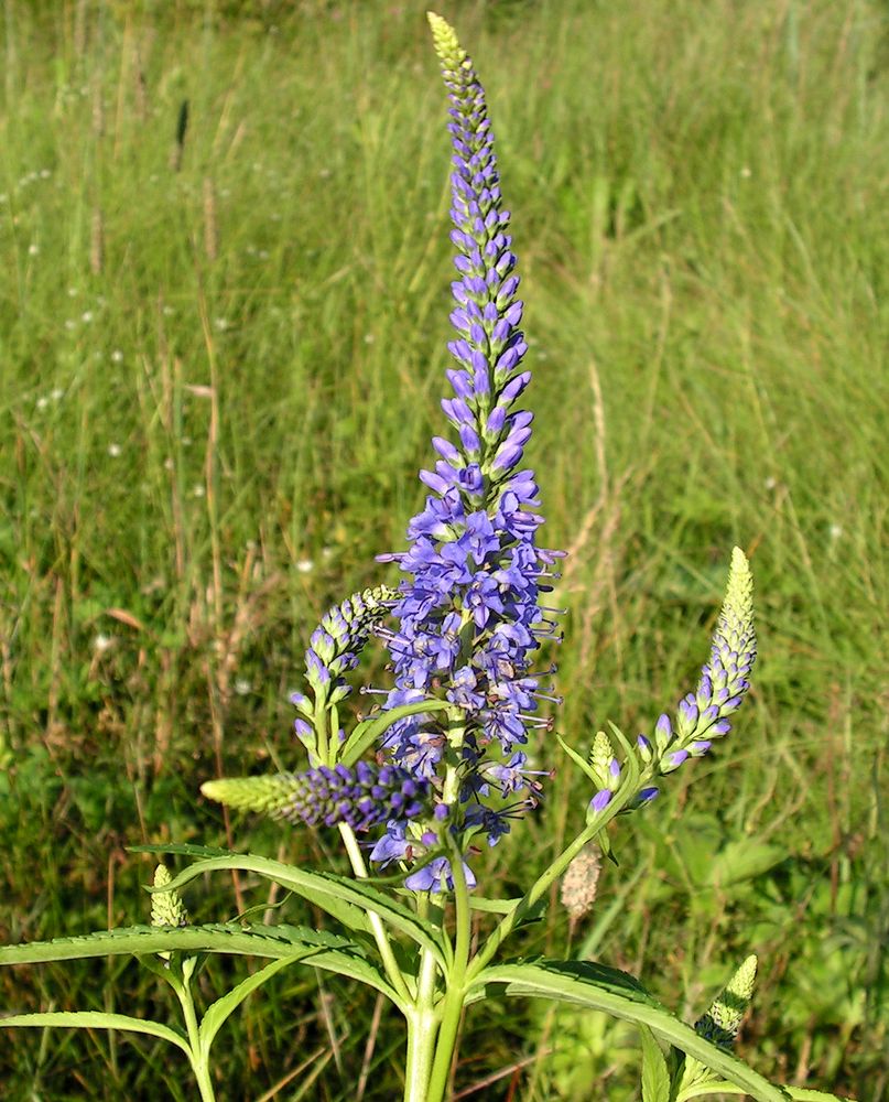 Изображение особи Veronica longifolia.