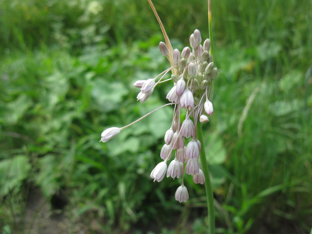 Изображение особи Allium paniculatum.