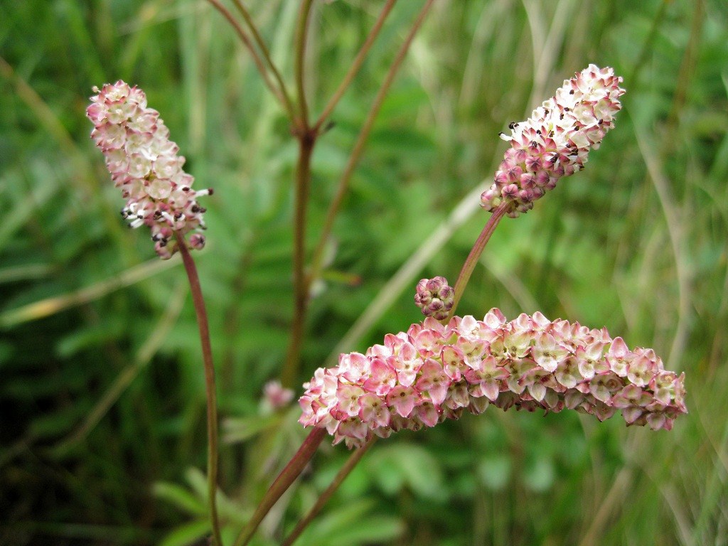 Image of Sanguisorba tenuifolia specimen.