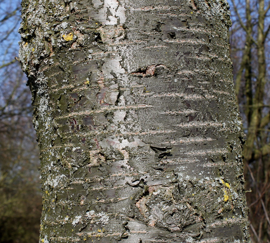 Image of Cerasus avium specimen.