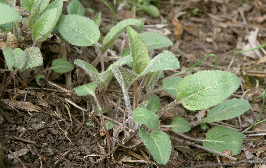 Image of genus Campanula specimen.