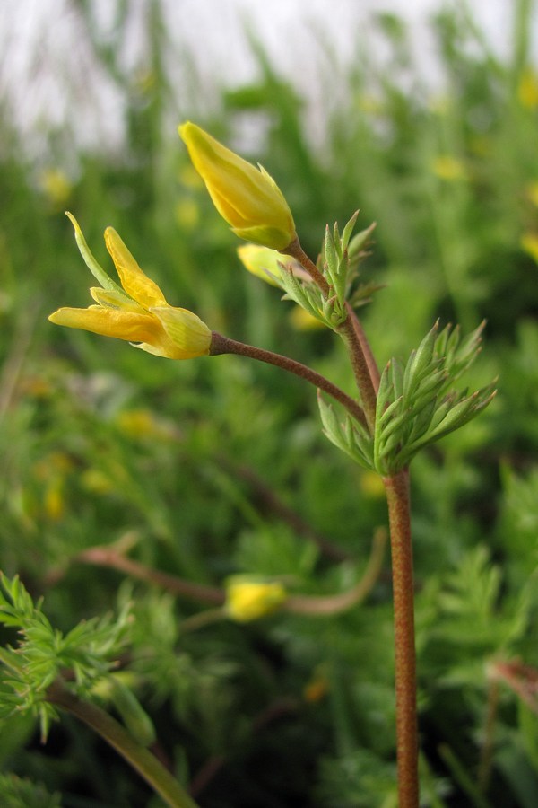 Изображение особи Hypecoum procumbens.