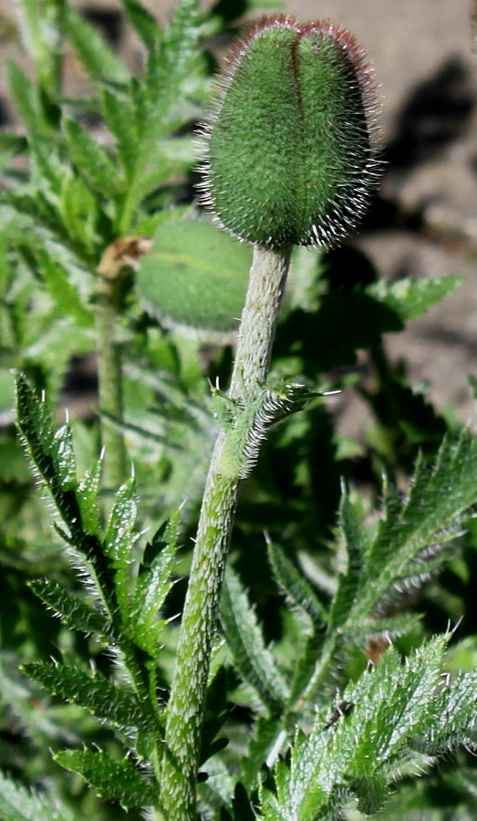 Изображение особи Papaver orientale.