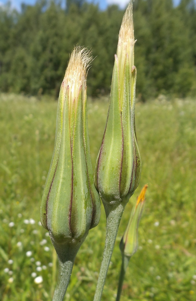 Изображение особи Tragopogon pratensis.