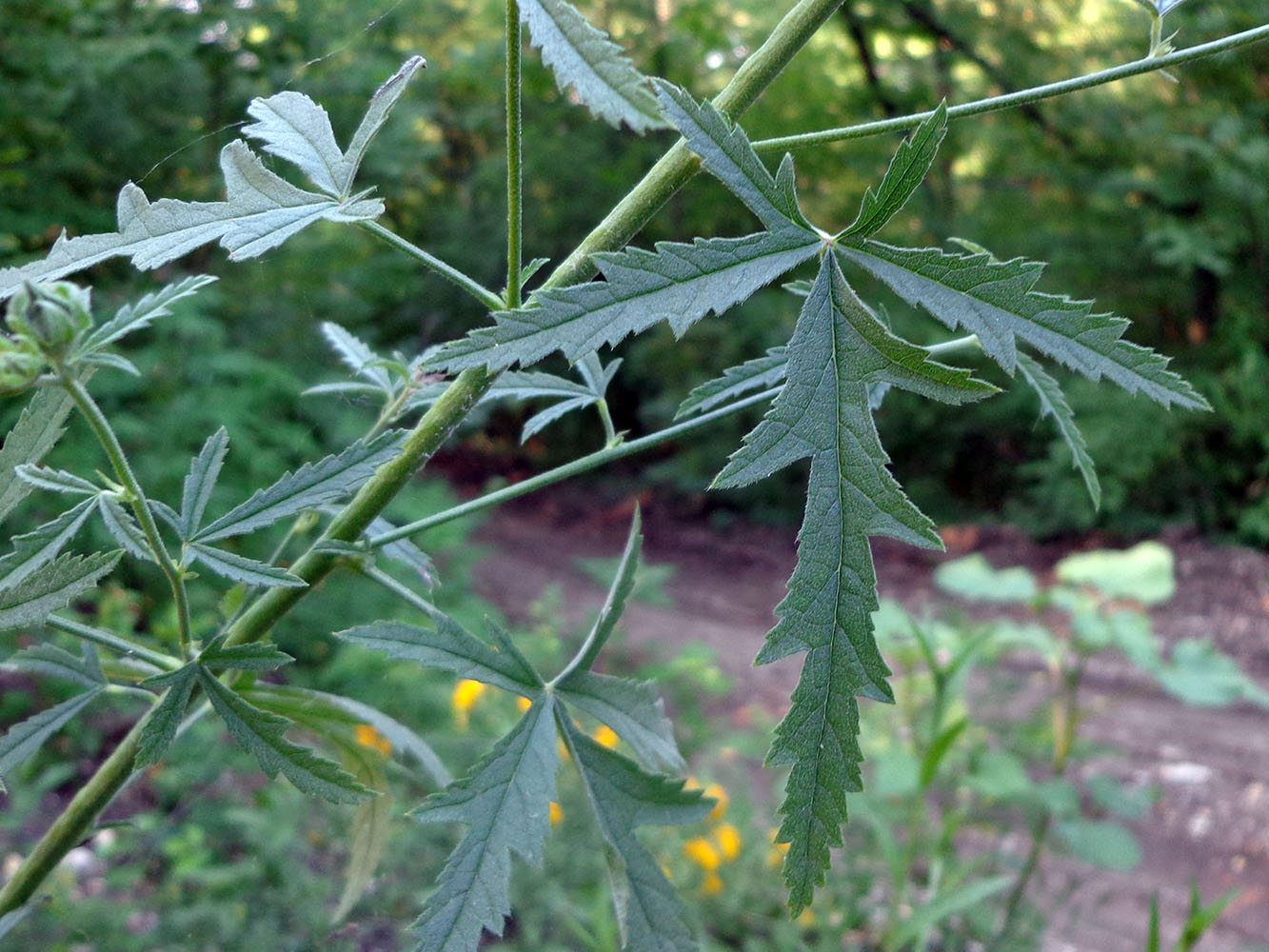 Image of Althaea cannabina specimen.