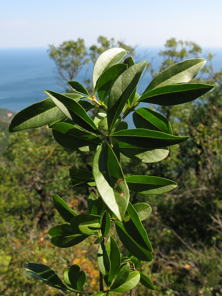 Image of Ligustrum vulgare specimen.