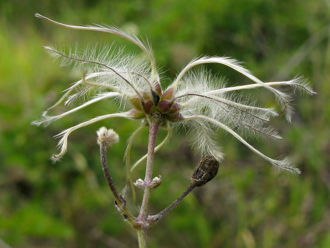 Изображение особи Clematis vitalba.