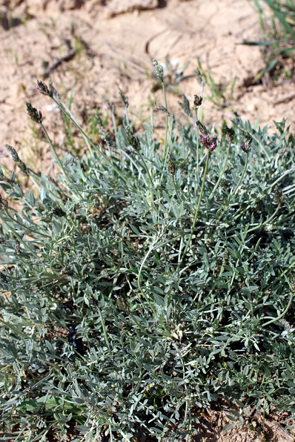 Image of genus Oxytropis specimen.