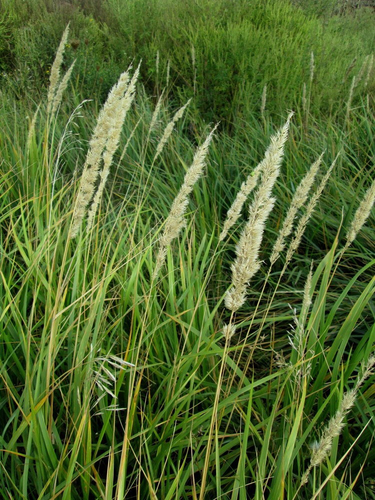 Image of Calamagrostis glomerata specimen.