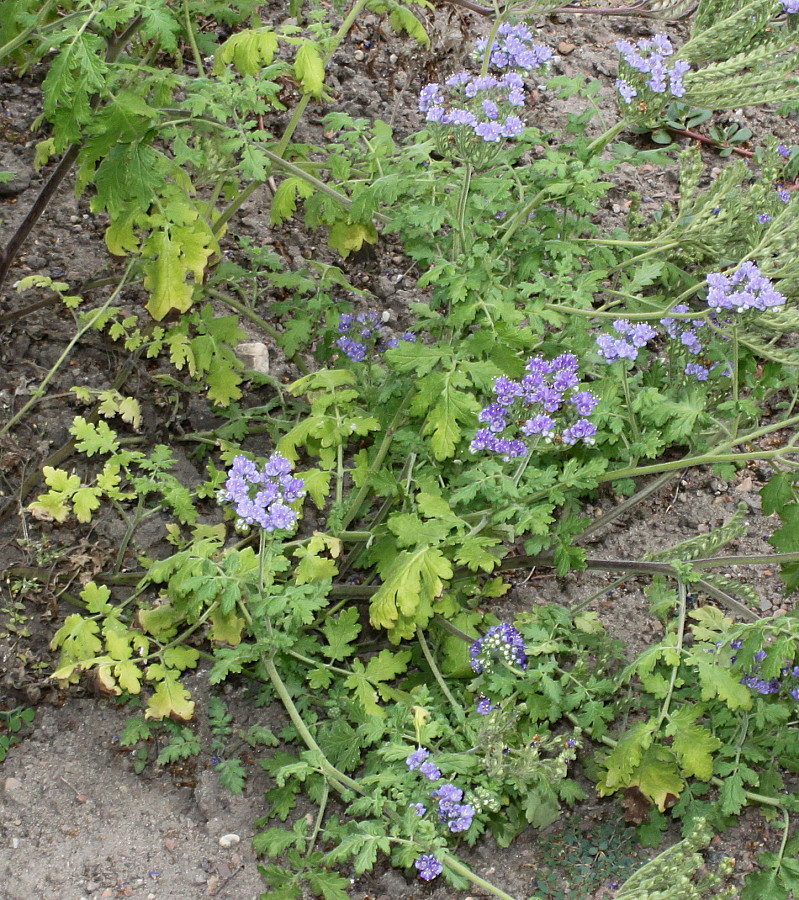 Изображение особи Phacelia congesta.