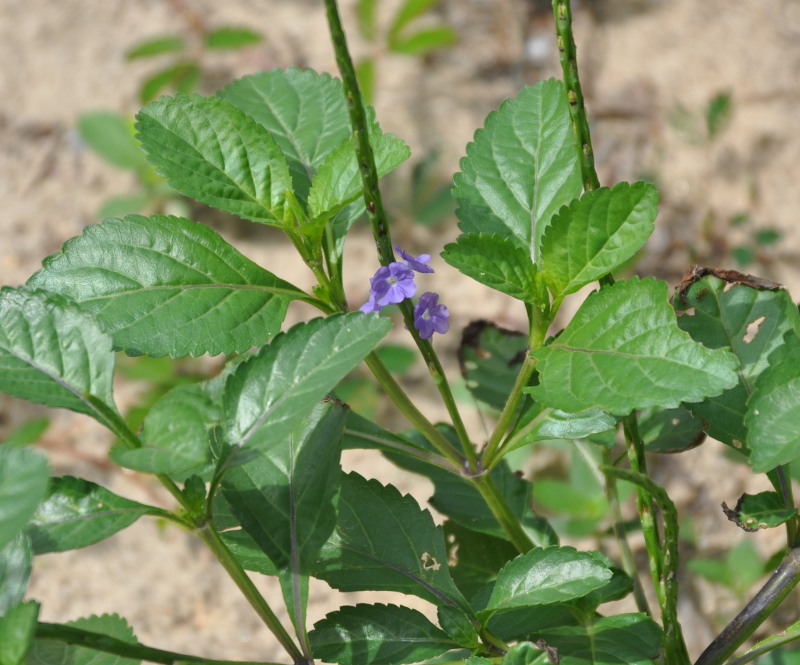 Изображение особи Stachytarpheta jamaicensis.