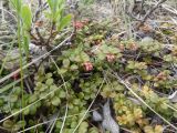 Смотреть изображение Vaccinium vitis-idaea разновидность minus