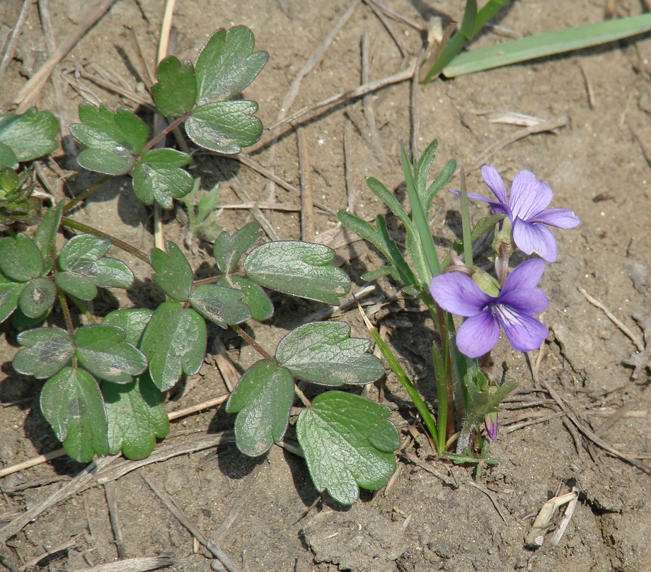 Image of Viola dissecta specimen.