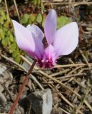 Cyclamen hederifolium. Цветок. Германия, г. Essen, Grugapark. 29.09.2013.