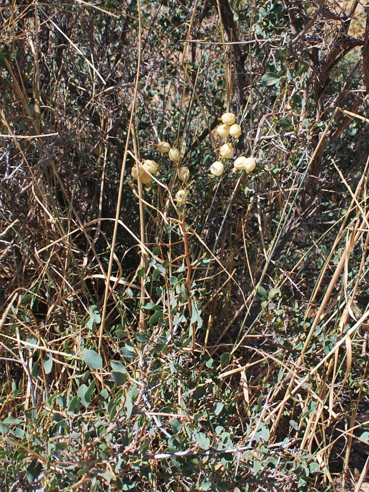 Изображение особи Astragalus krauseanus.