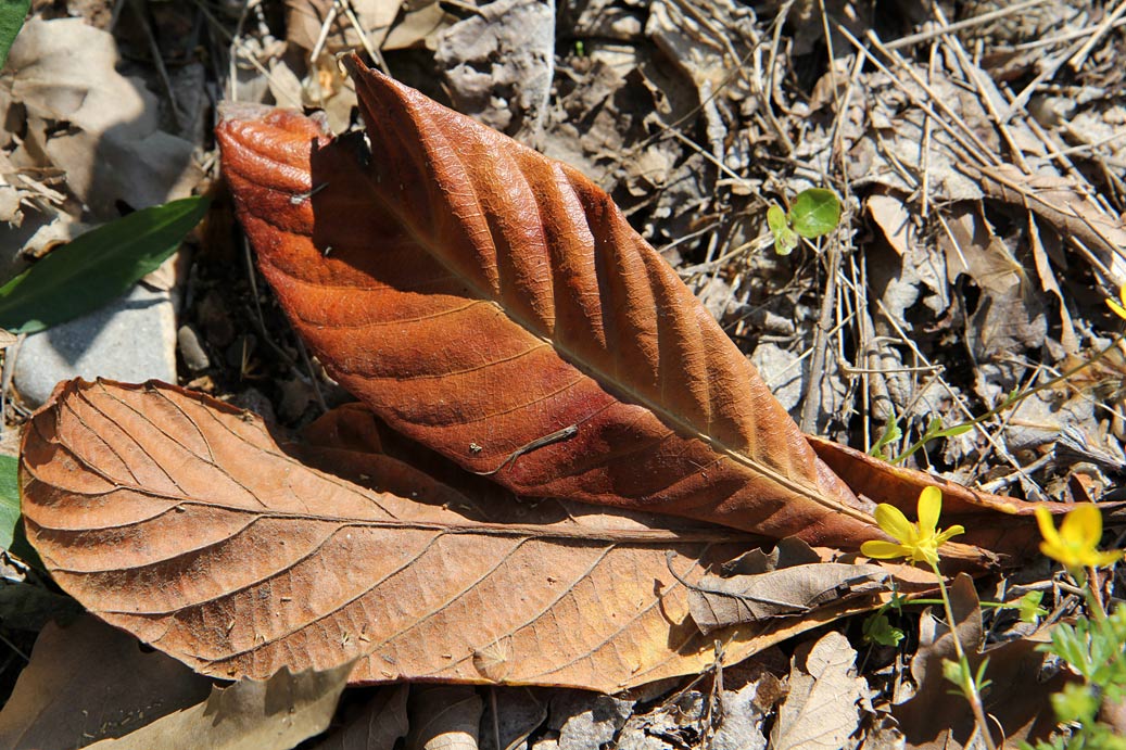 Image of Eriobotrya japonica specimen.