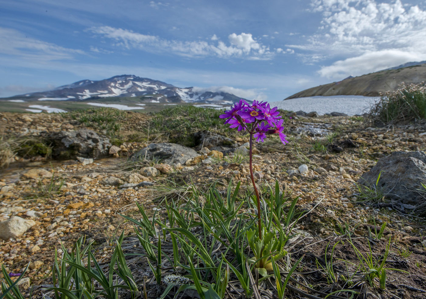 Image of Primula cuneifolia specimen.