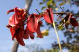 Erythrina crista-galli. Соцветие. Китай, остров Хайнань, окр. г. Санья. 17.01.2014.