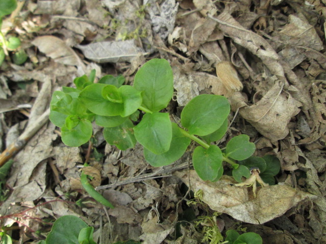 Изображение особи Lysimachia nummularia.