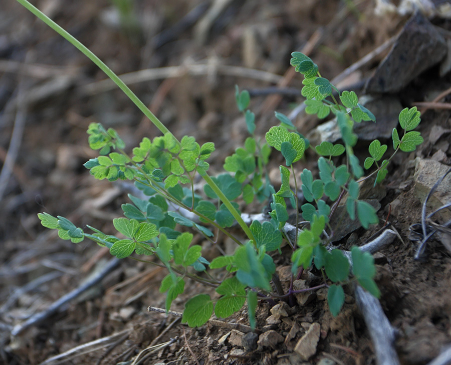 Image of Thalictrum petaloideum specimen.