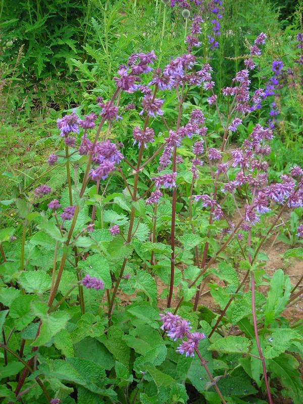 Image of Salvia verticillata specimen.