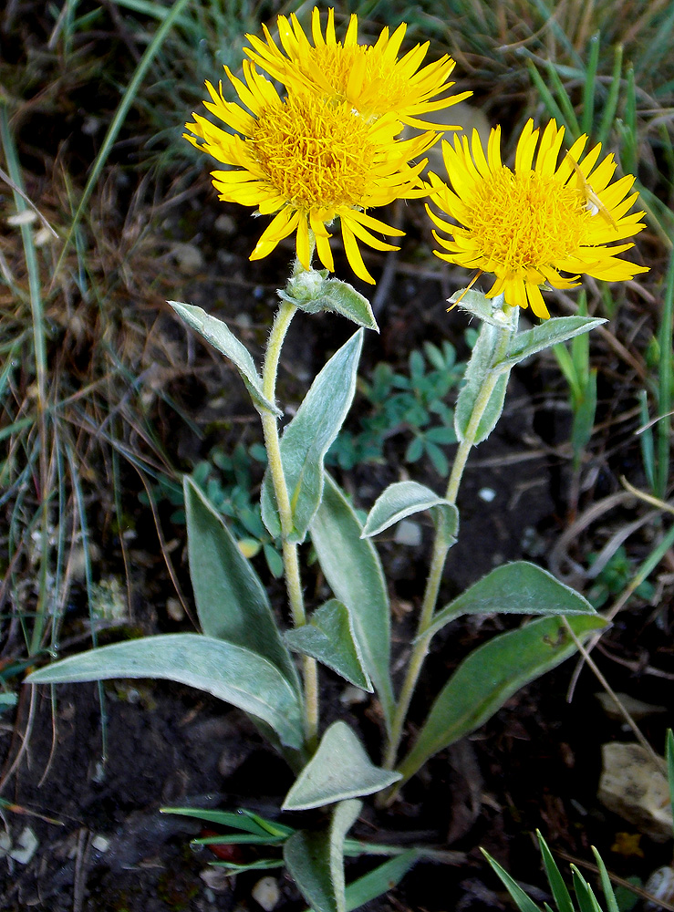 Image of Inula oculus-christi specimen.