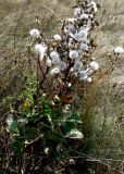 Crepis pannonica