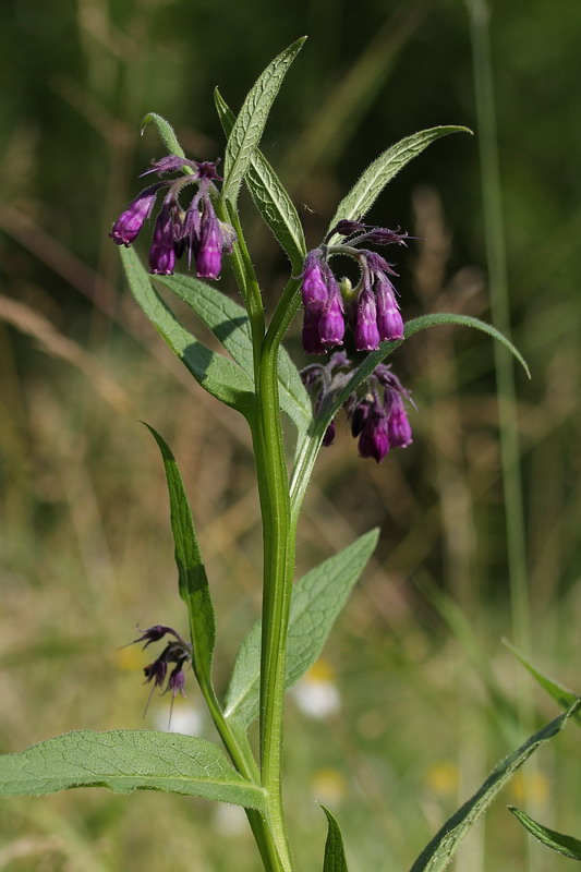 Image of Symphytum officinale specimen.