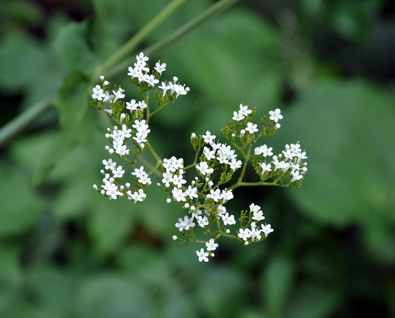 Изображение особи Valeriana alliariifolia.