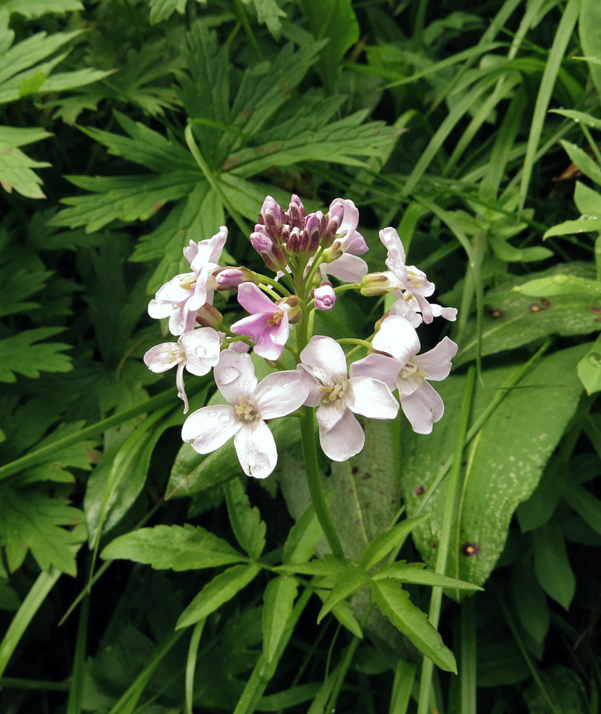 Image of Cardamine macrophylla specimen.