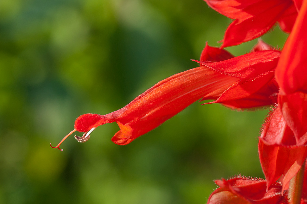 Image of Salvia splendens specimen.