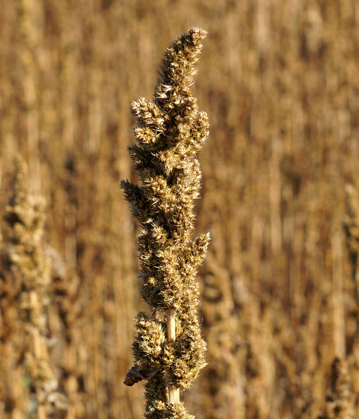 Image of Amaranthus retroflexus specimen.