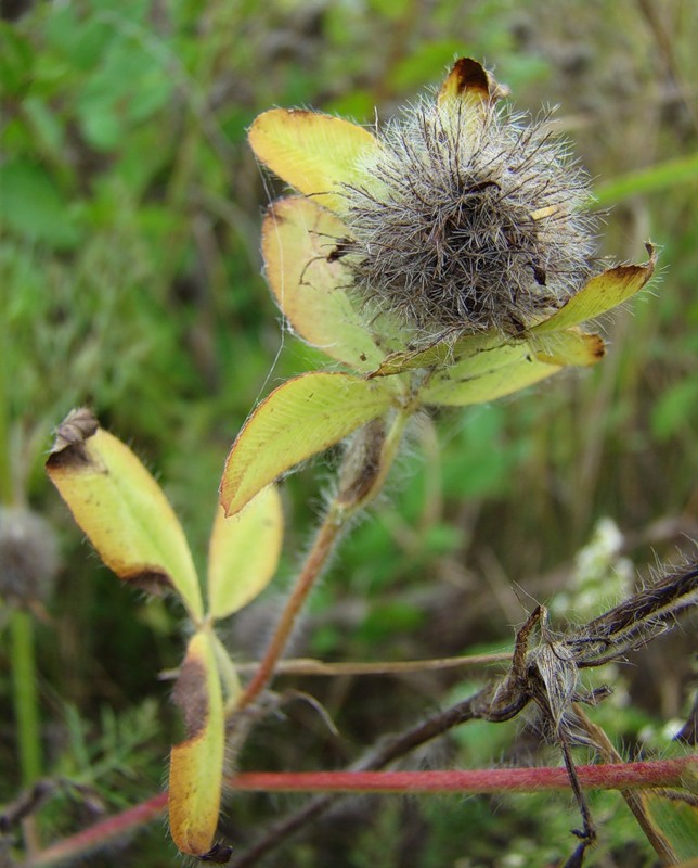 Image of Trifolium diffusum specimen.