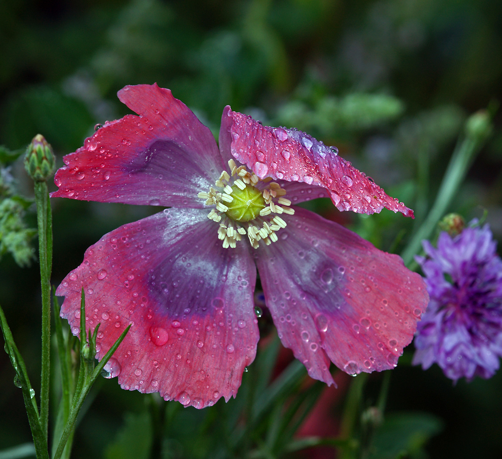 Image of Papaver somniferum specimen.