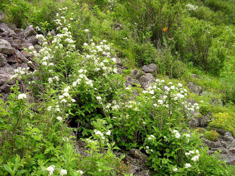 Image of Deutzia parviflora specimen.