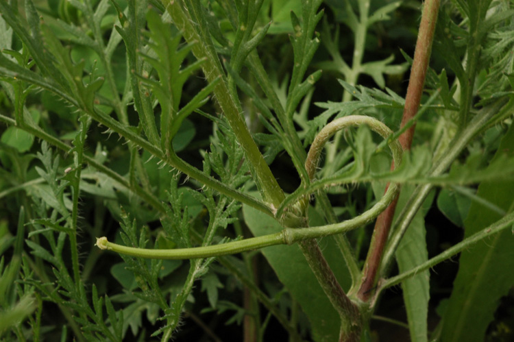 Image of Roemeria refracta specimen.