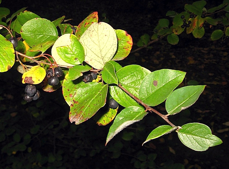 Image of Cotoneaster lucidus specimen.