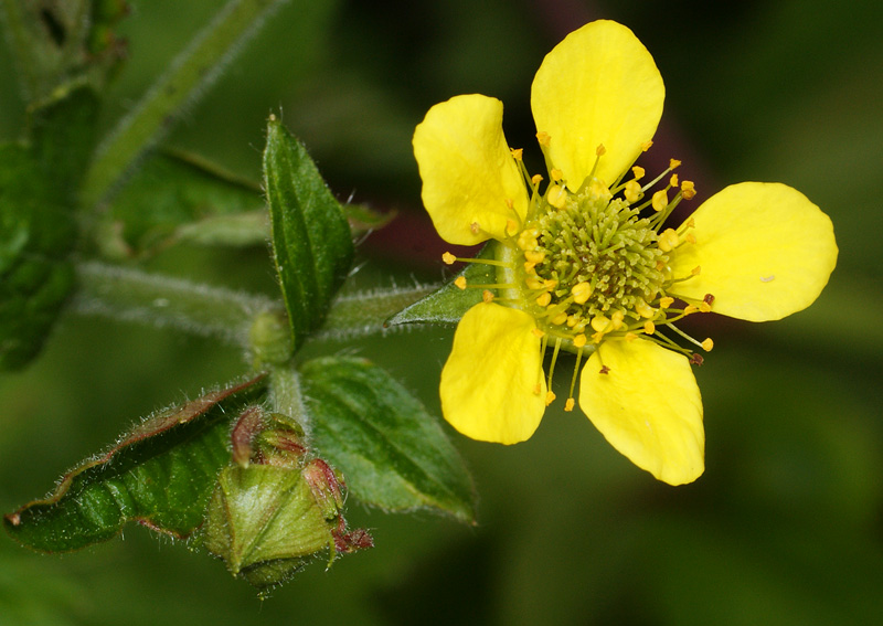 Image of Geum macrophyllum specimen.