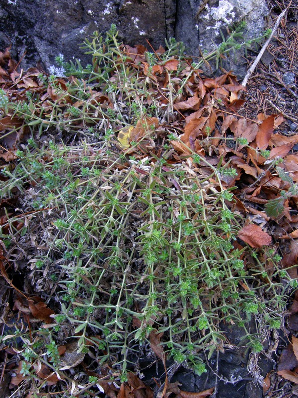 Image of Cruciata taurica specimen.