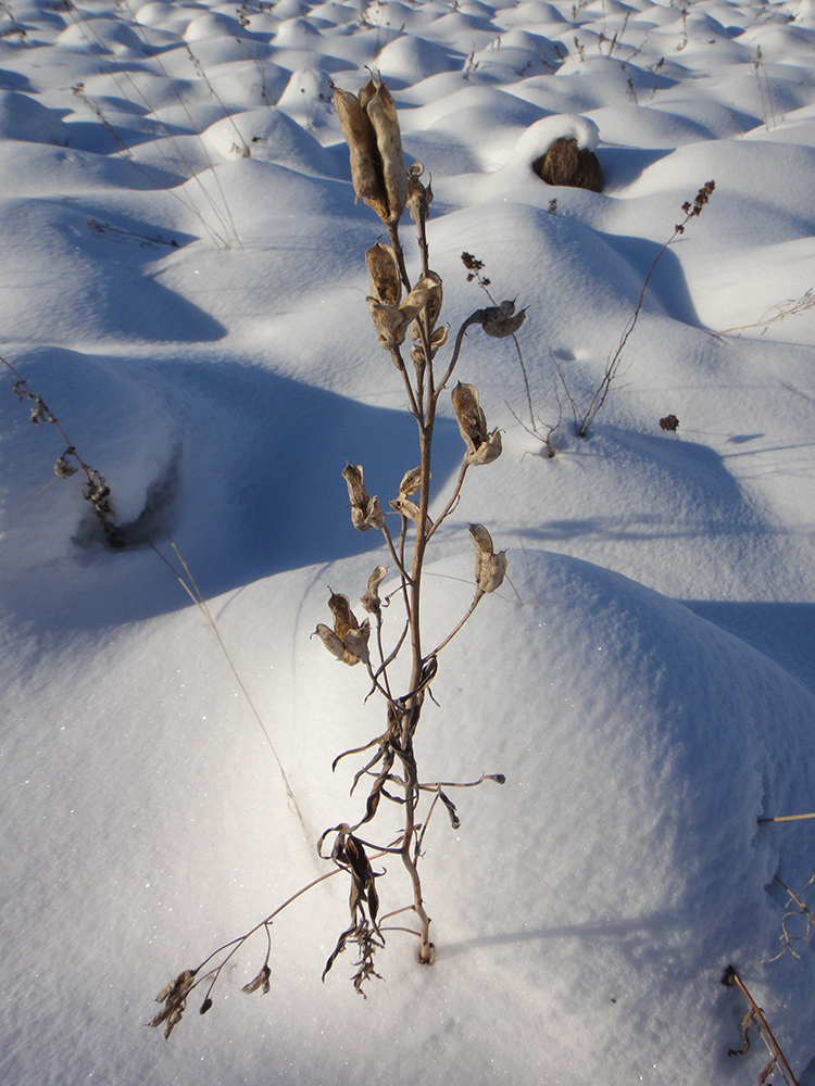 Image of Delphinium cheilanthum specimen.