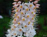 Eremurus robustus