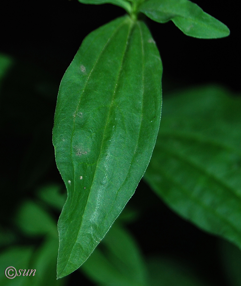 Изображение особи Saponaria officinalis.