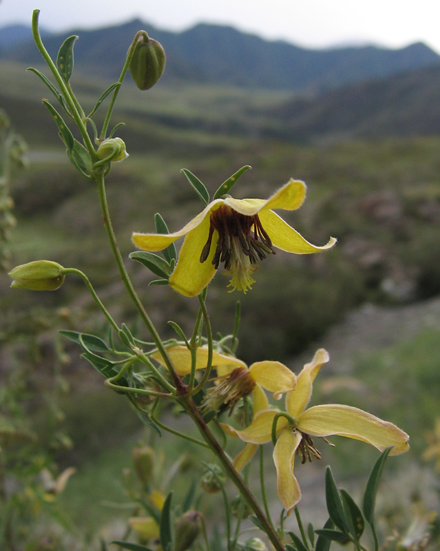 Изображение особи Clematis glauca.