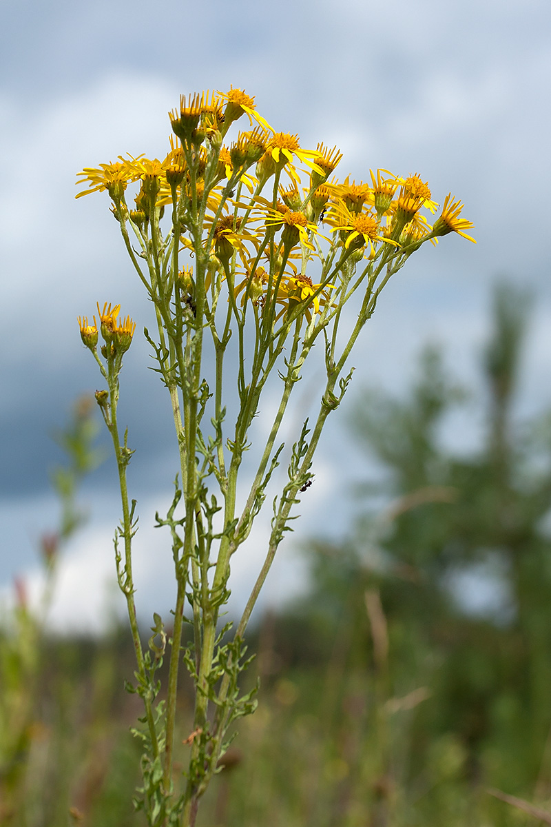 Изображение особи Senecio jacobaea.