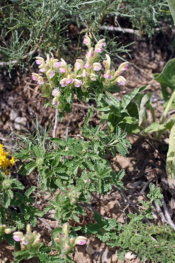 Image of Scutellaria adsurgens specimen.