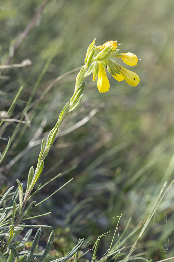 Image of genus Onosma specimen.