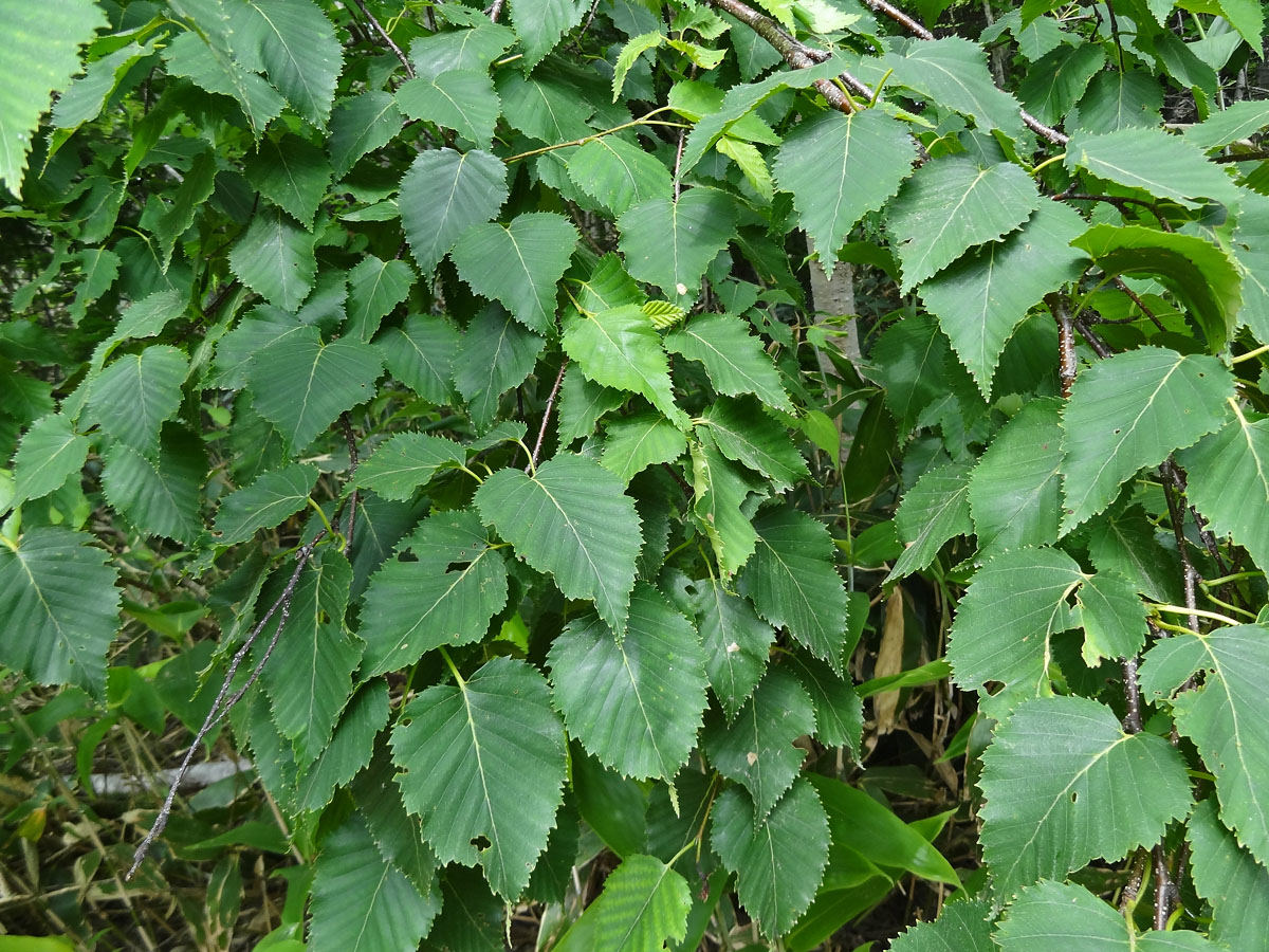 Image of genus Betula specimen.