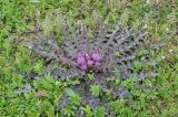 Cirsium esculentum