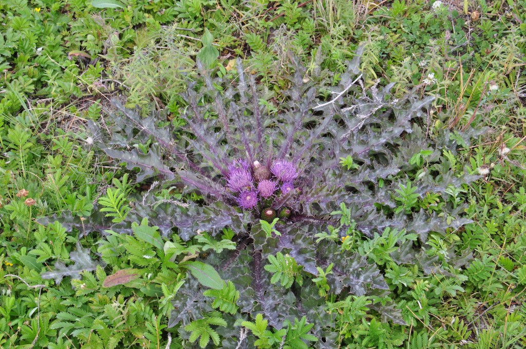 Image of Cirsium esculentum specimen.