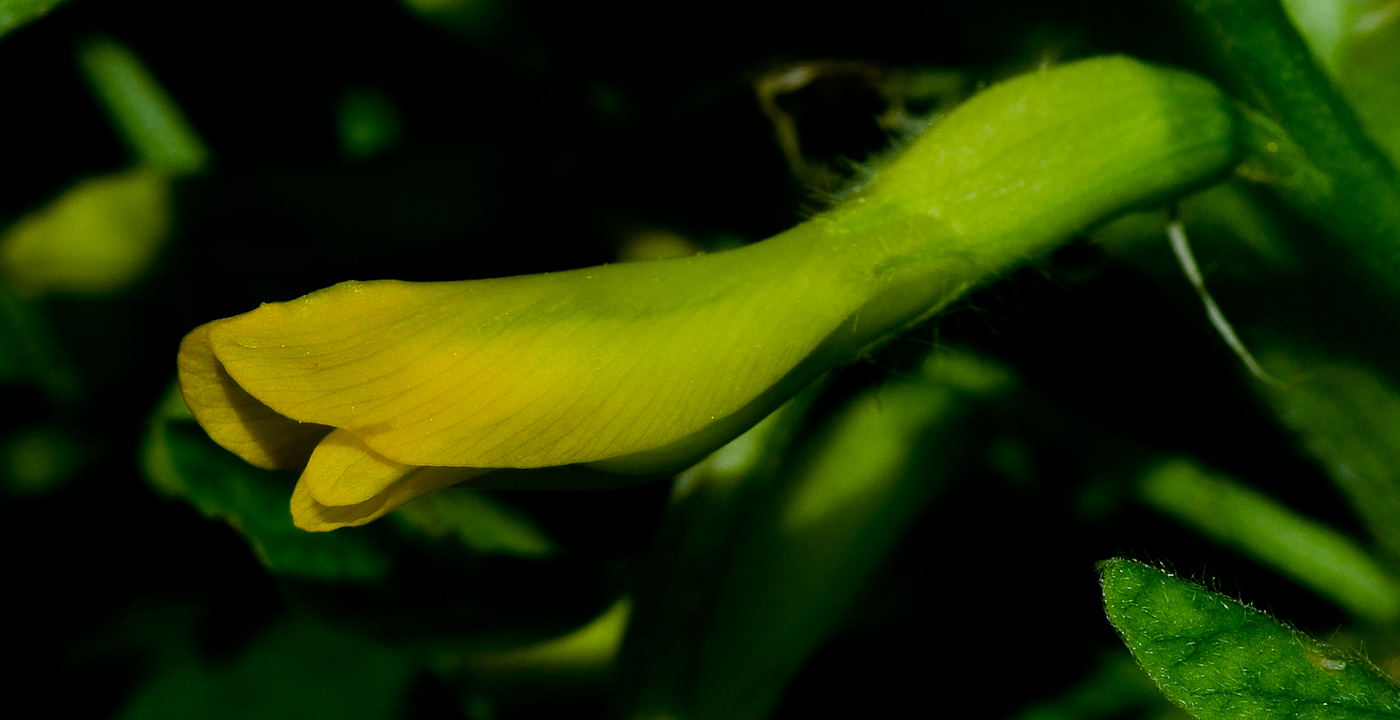 Изображение особи Astragalus macrocarpus.